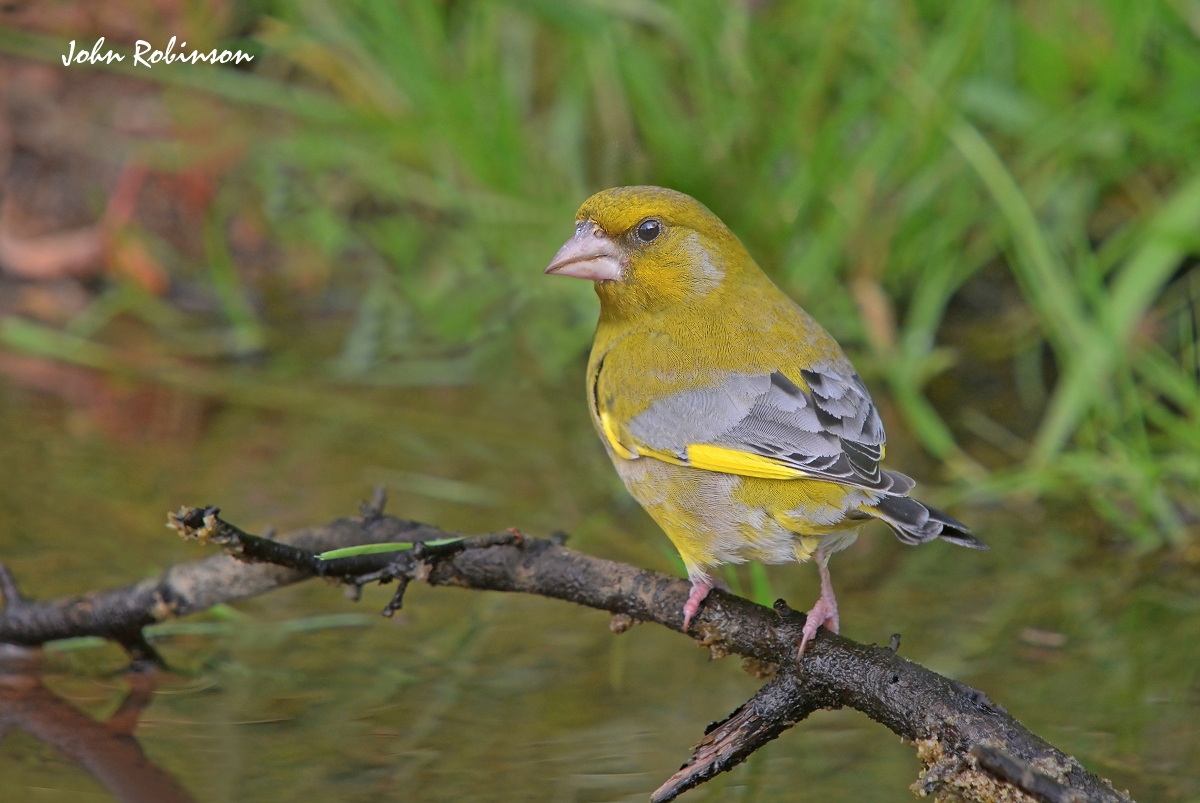Greenfinch(male)