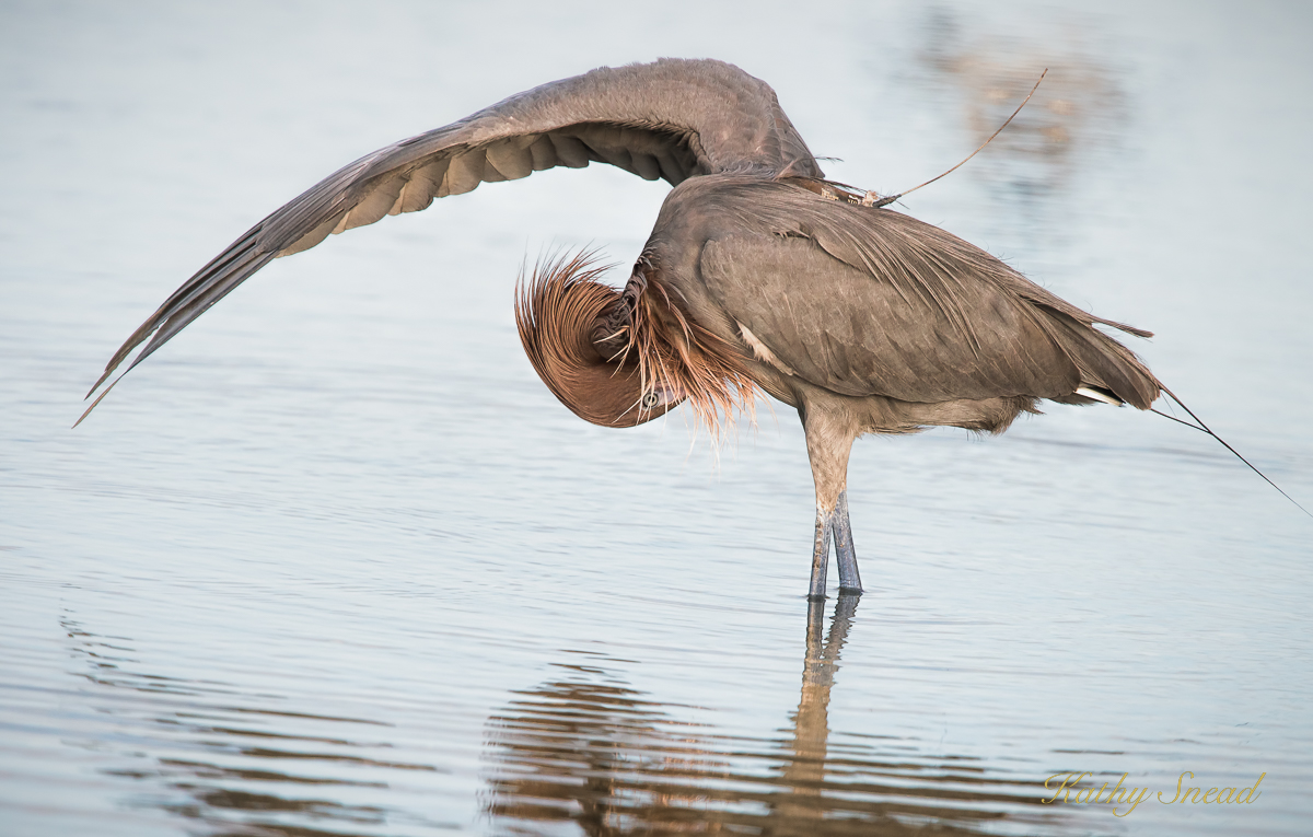 R.Egret w/ fishing hook??
