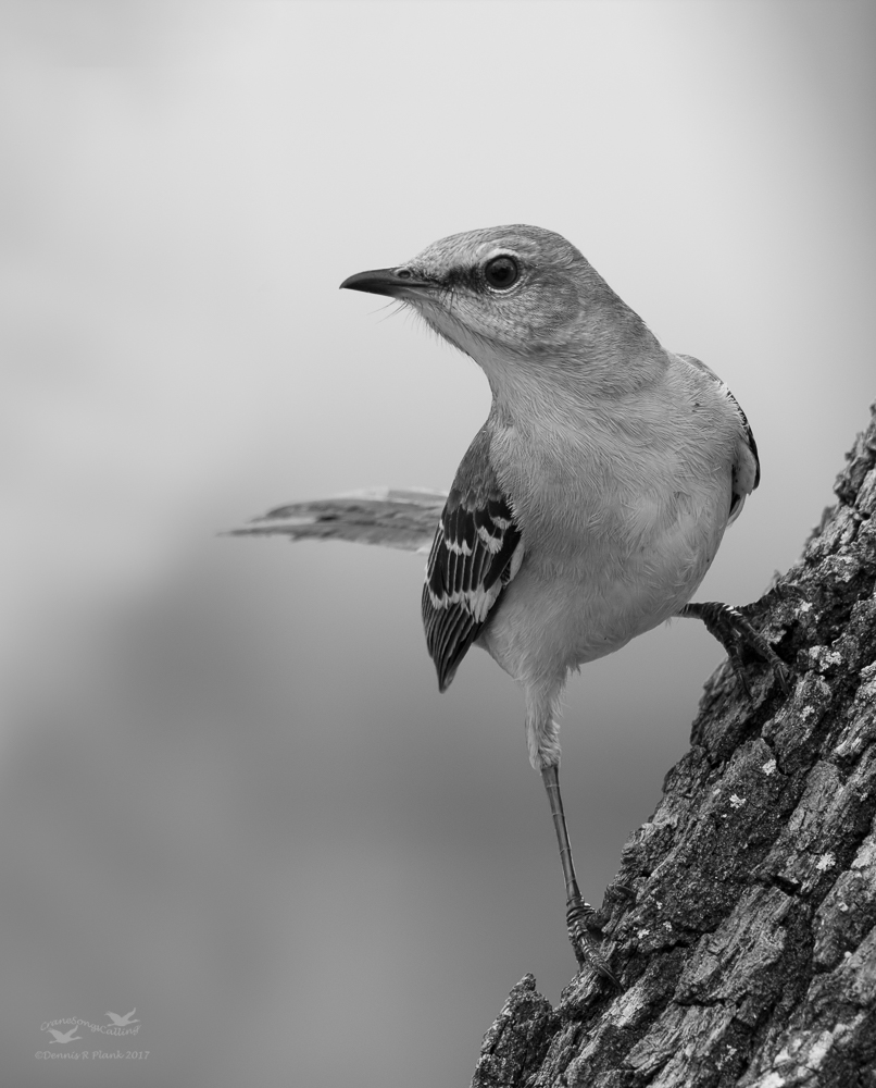 Mockingbird & Repost