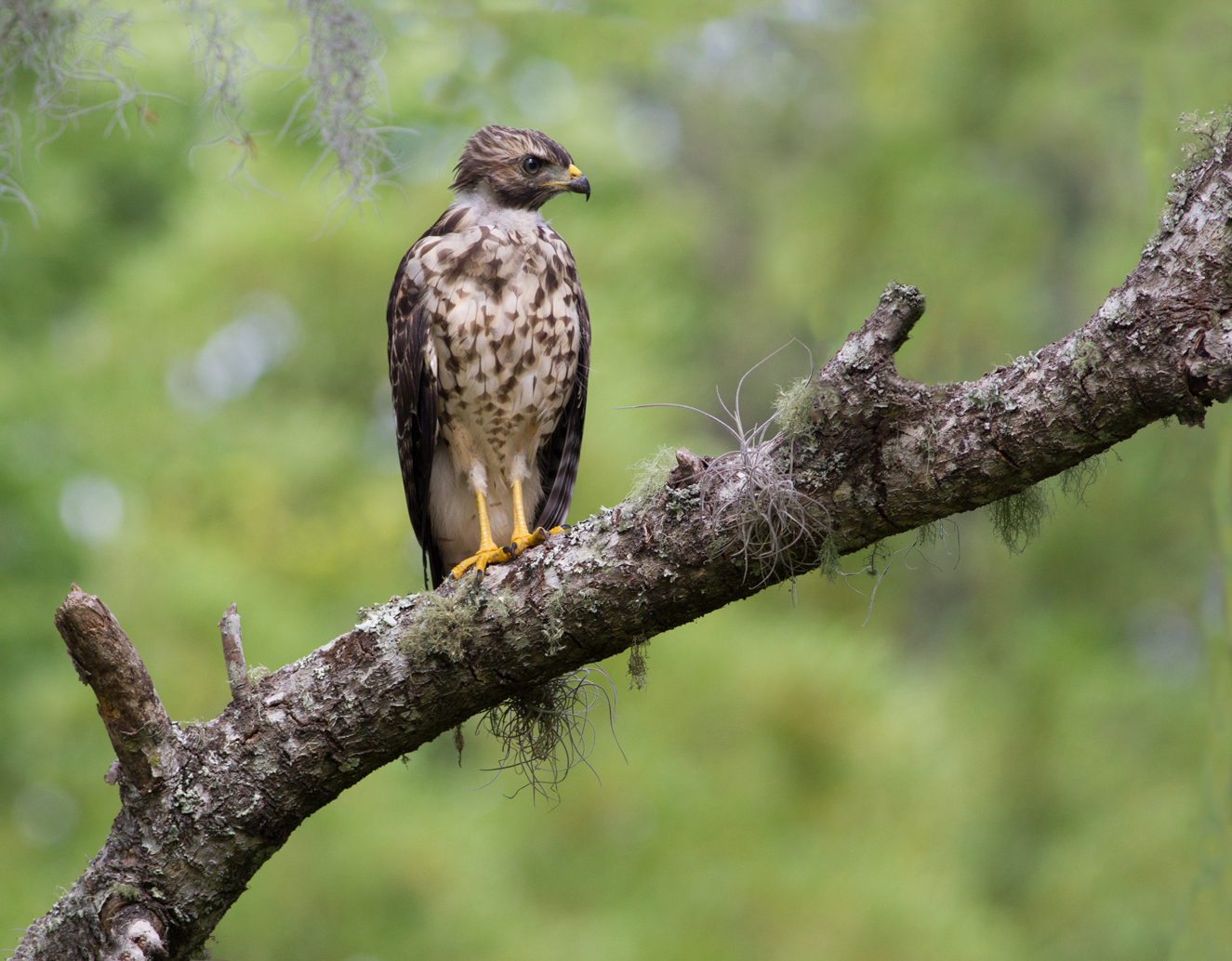 Imm. Red-Should. Hawk