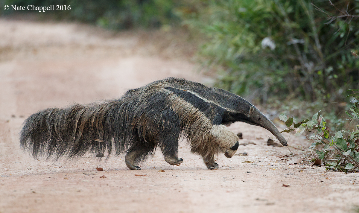 Giant Anteater