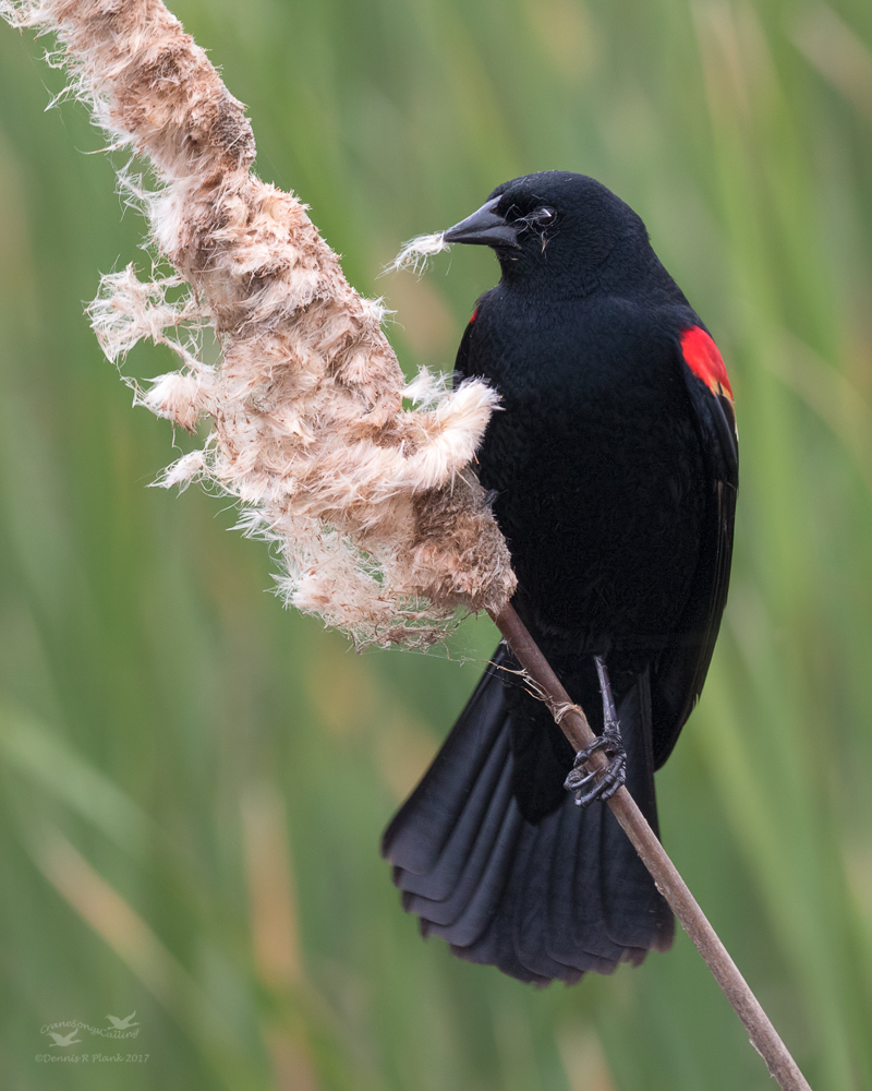 Red-winged Blackbird