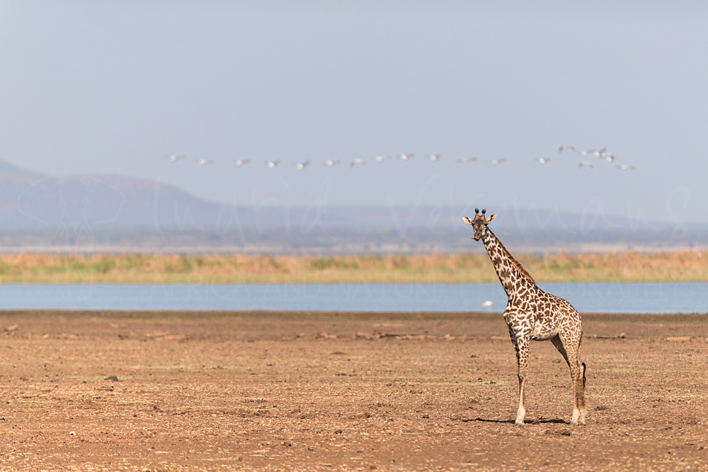Manyara Dwellers