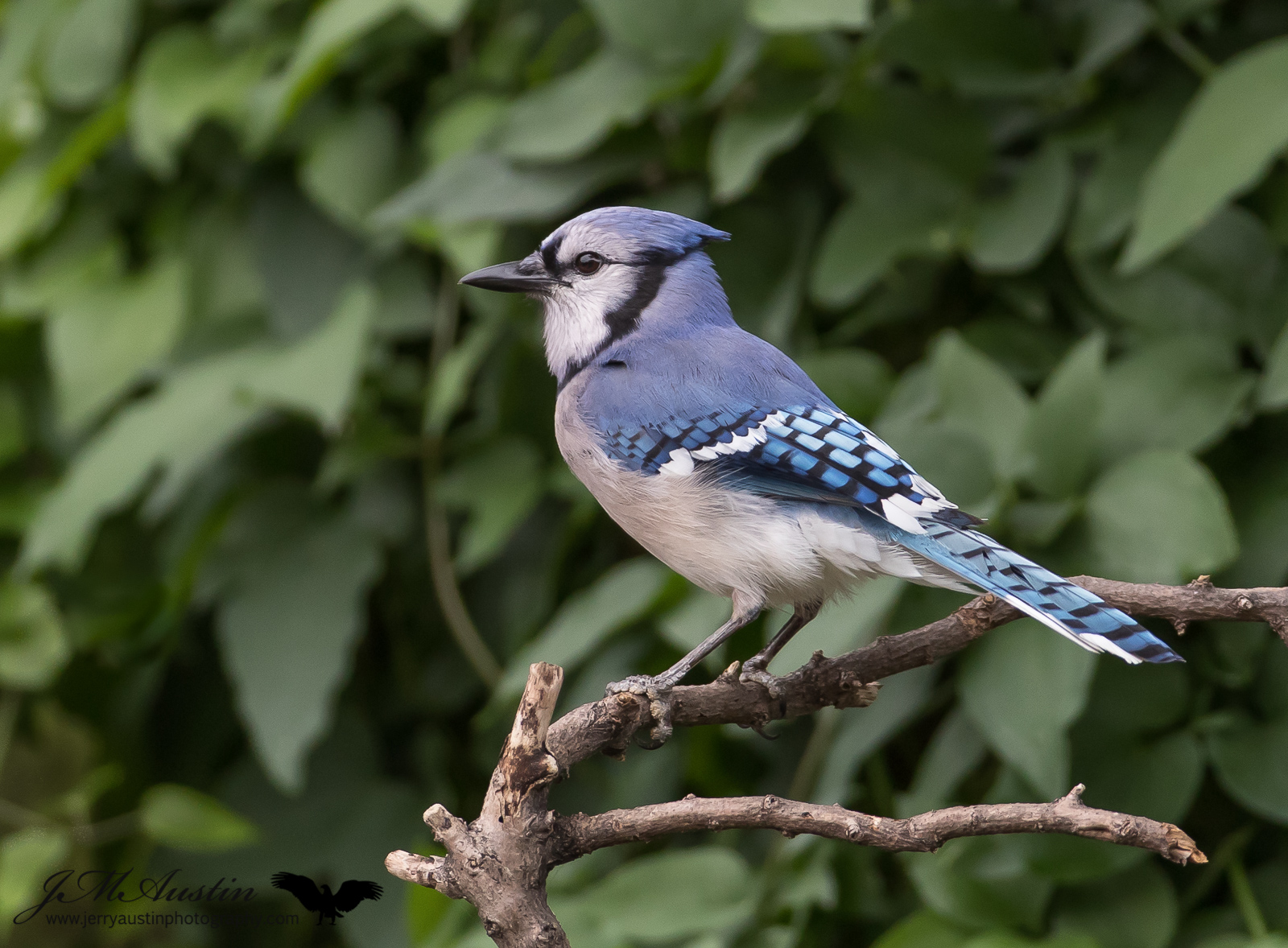 Adult Jay