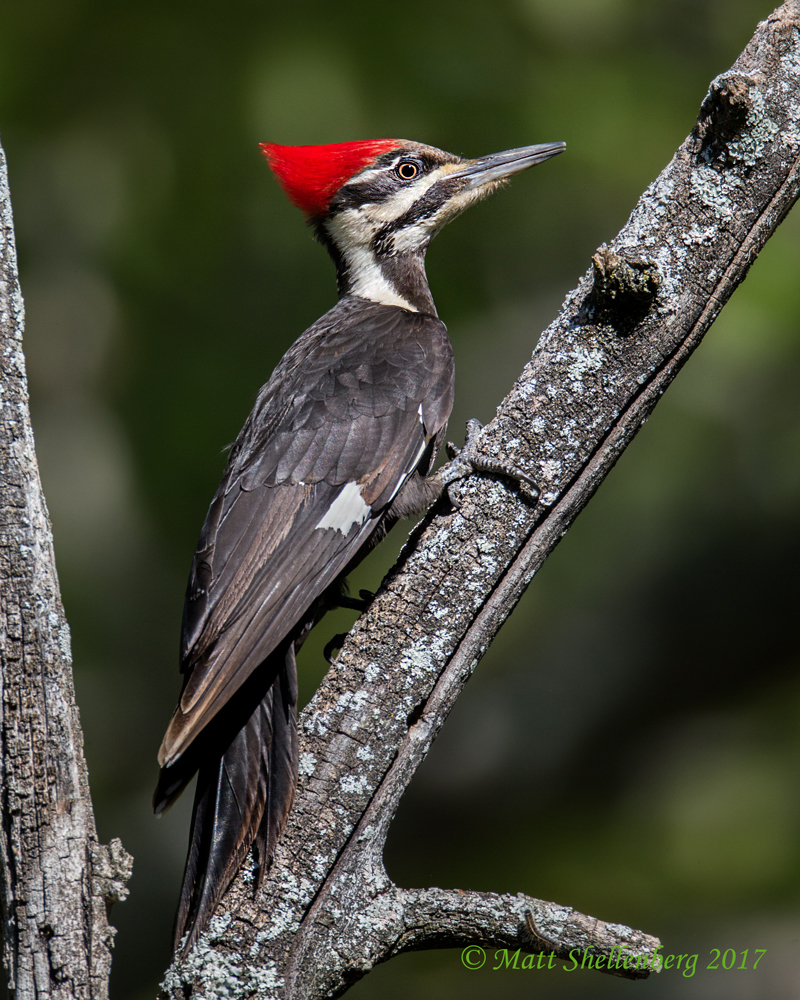 Pileated Woodpecker