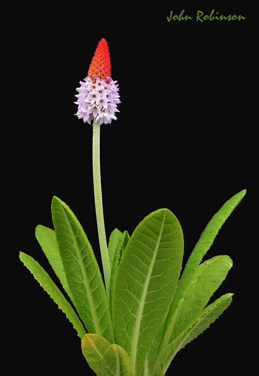 Primula viallii