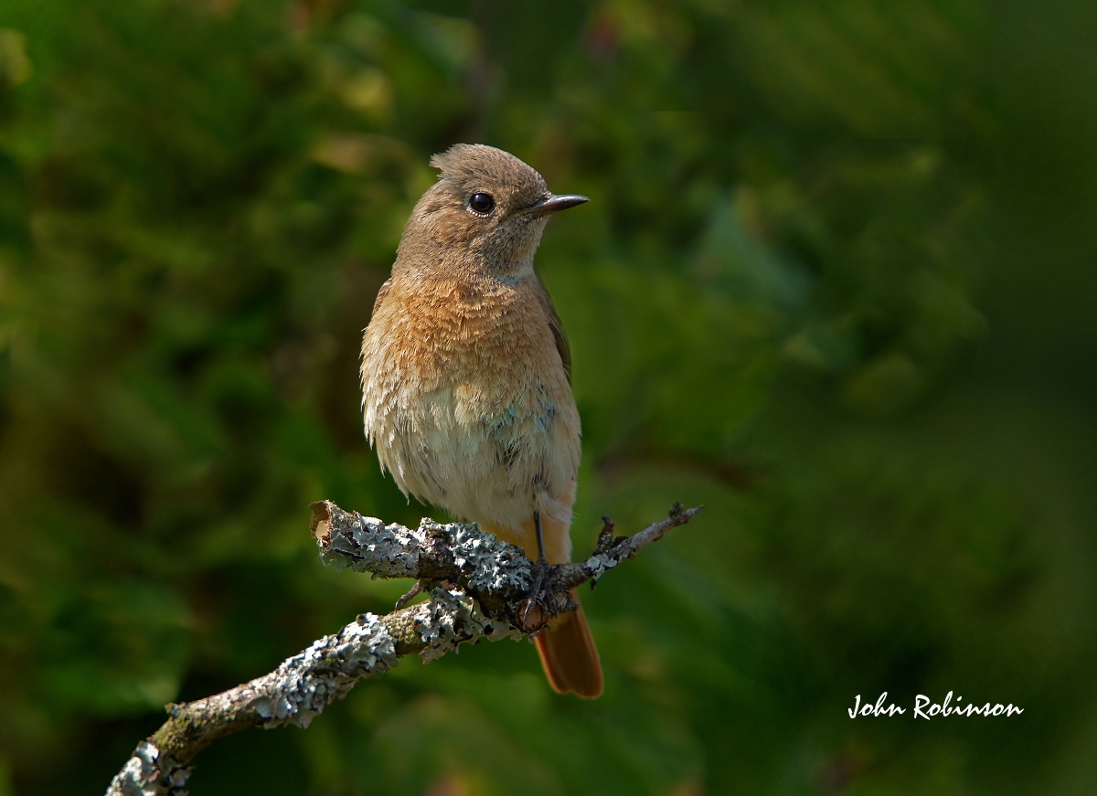 Redstart