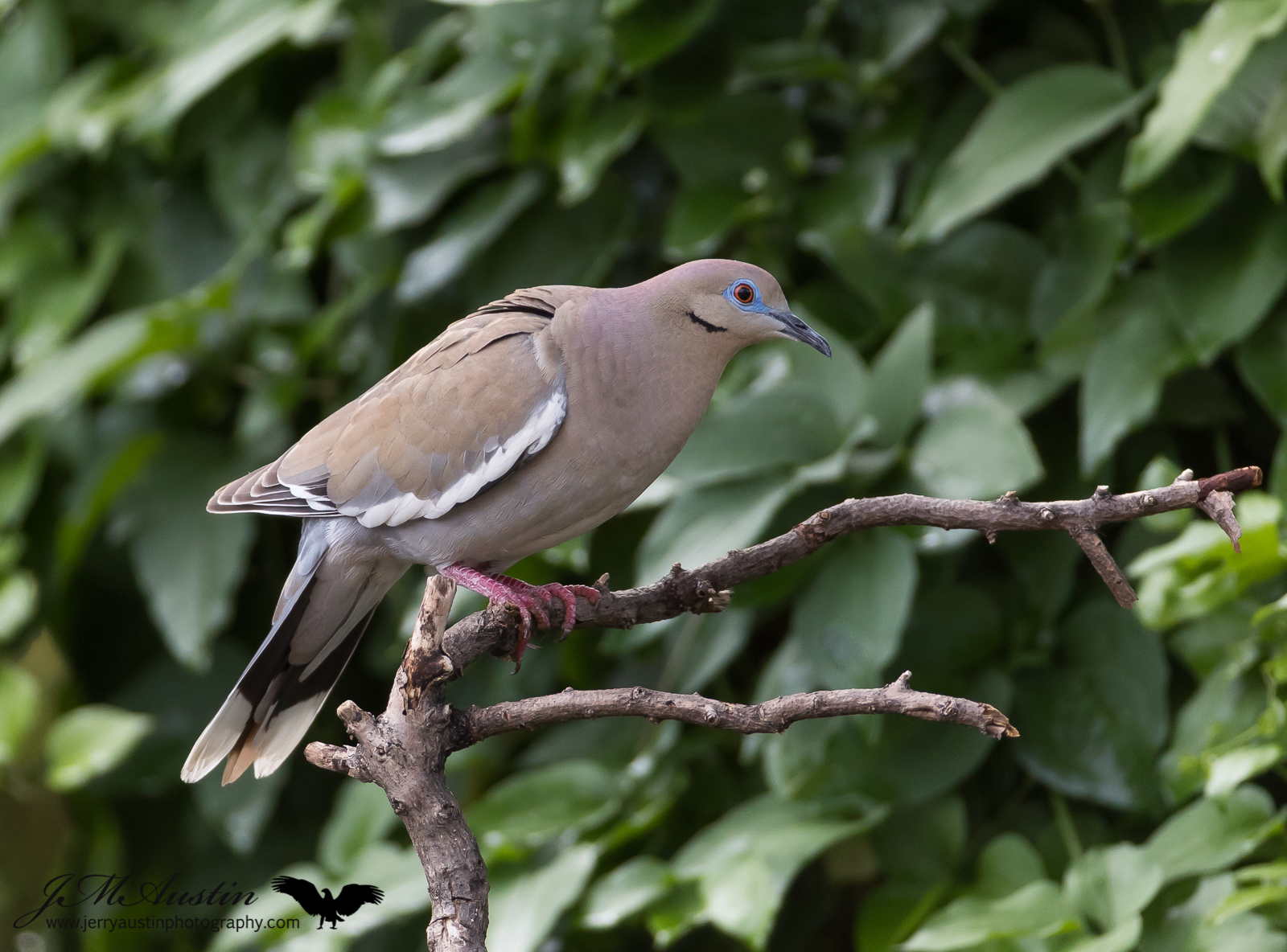 White -winged Dove