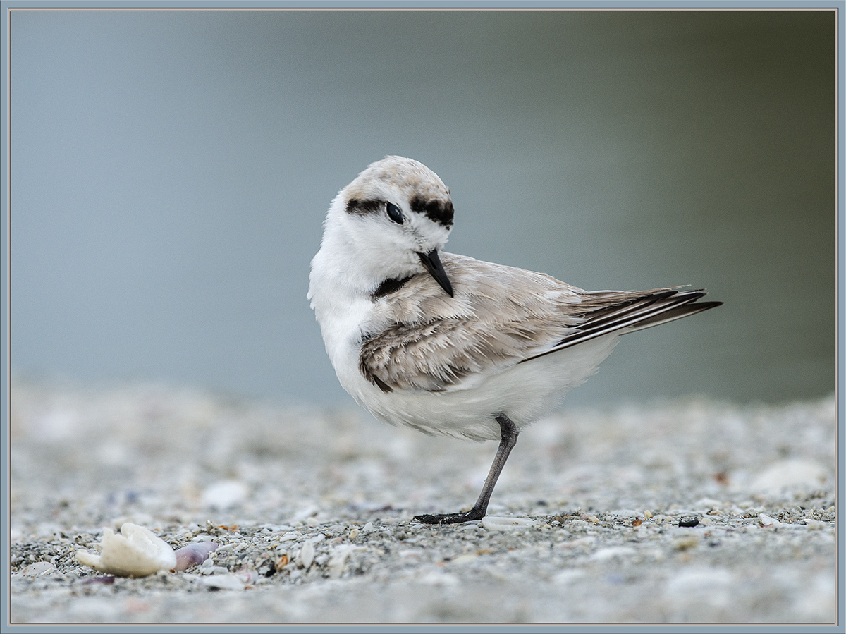 Snowy Plover