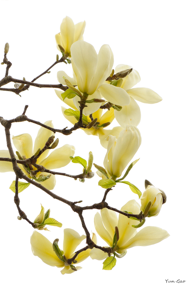 Magnolia 'Goldfinch'