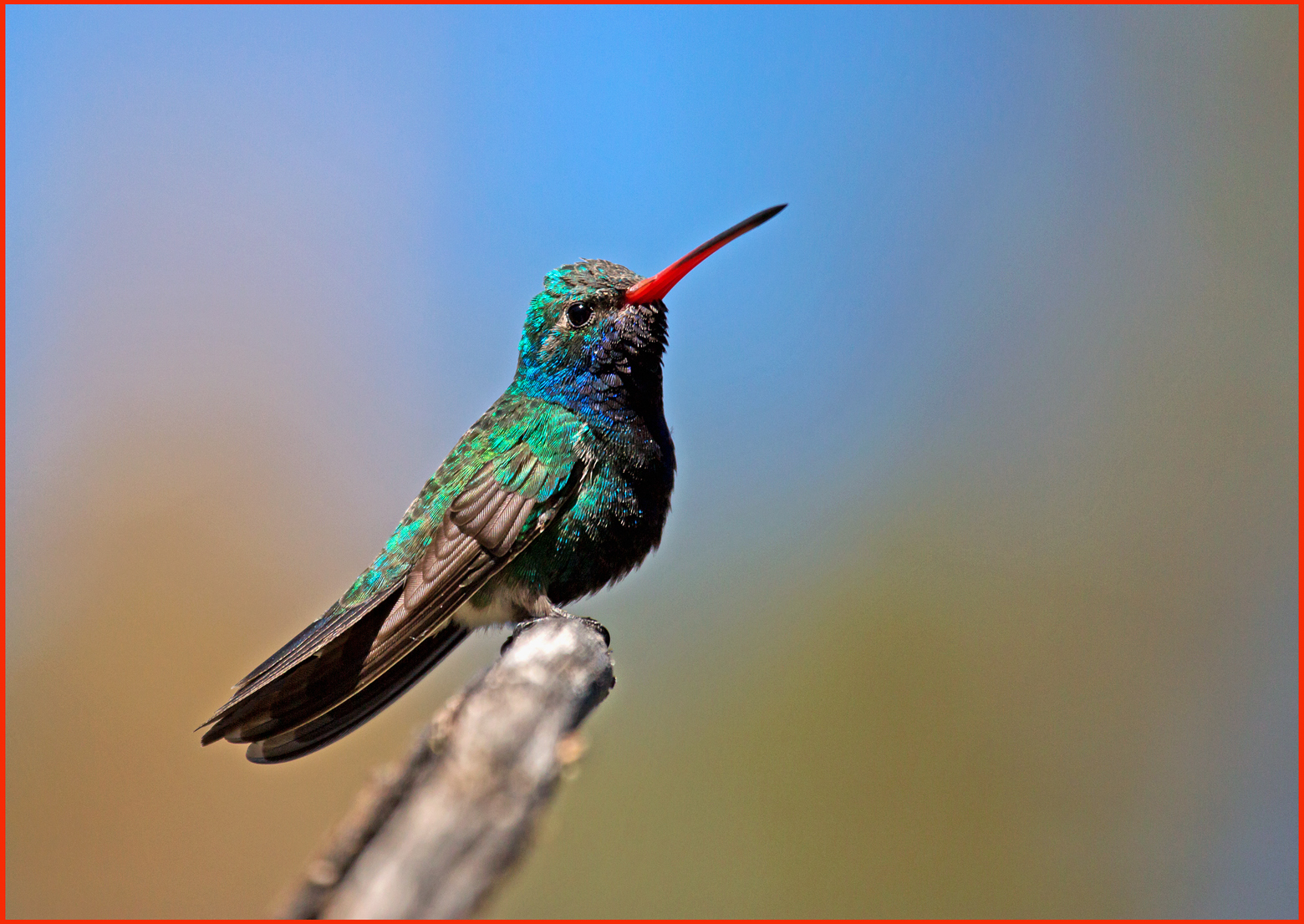 Bright Broadbill - Border