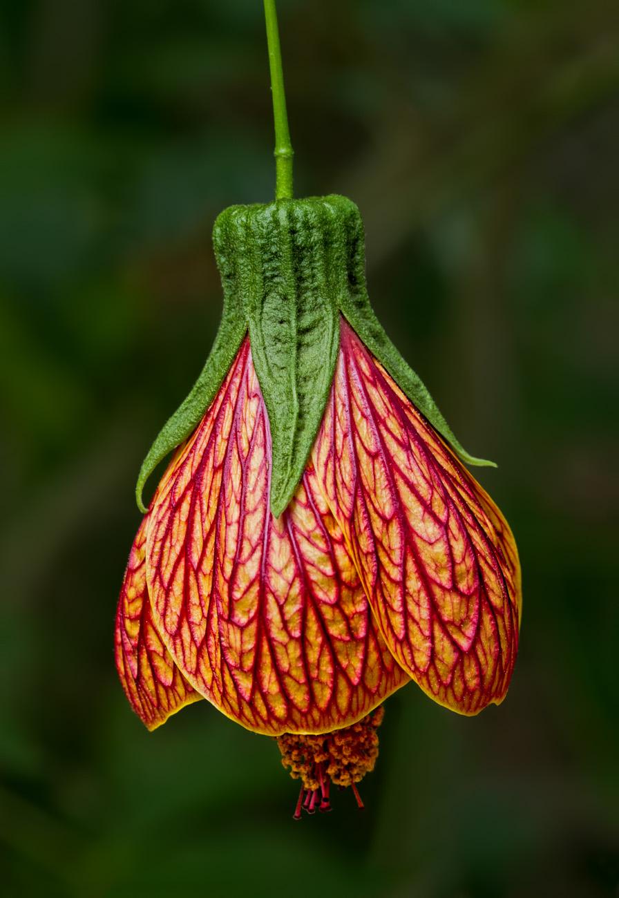 Abutilon hybrid #2
