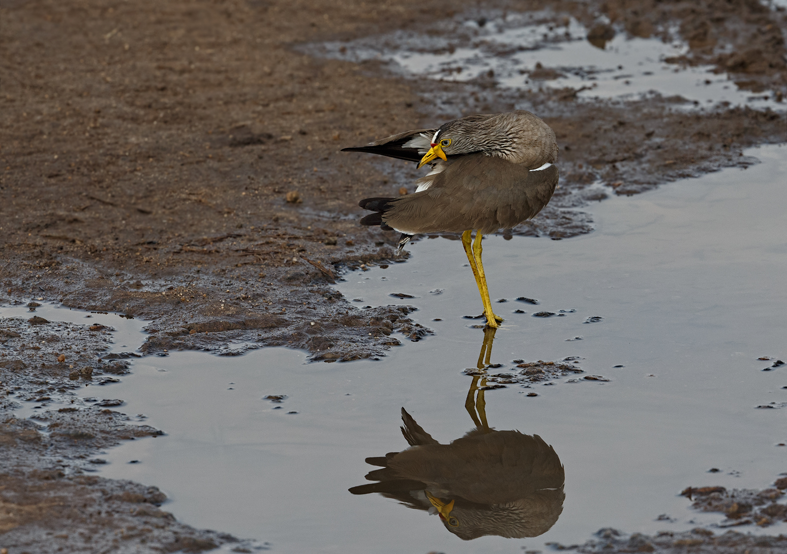 Wattled Lapwing/Plover