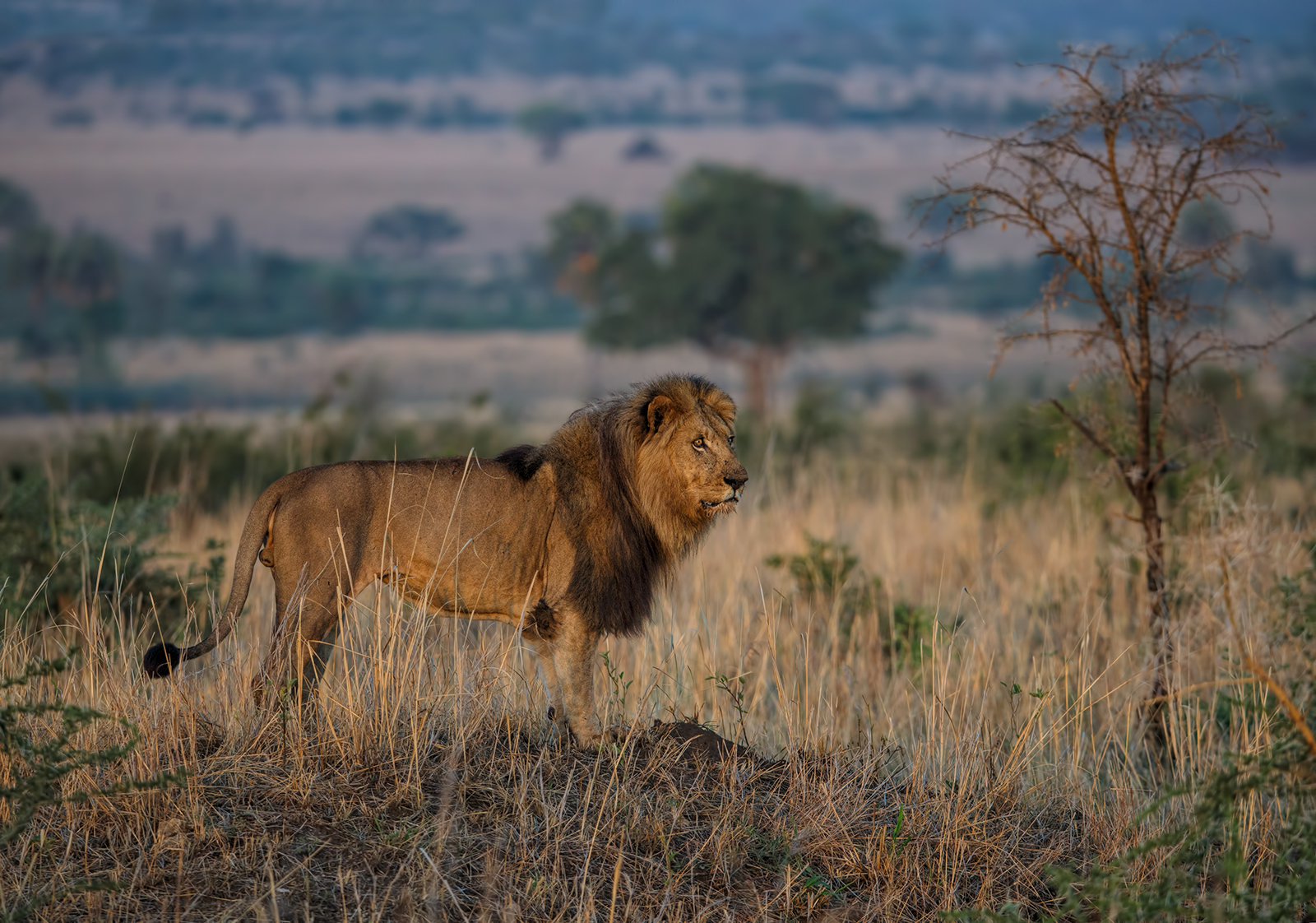 Majestic Lion