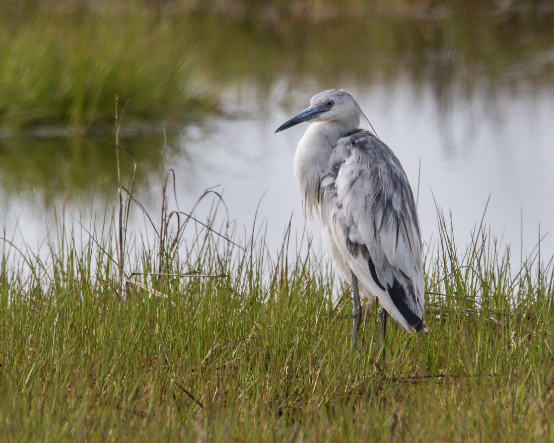 Molting Little Blue #1