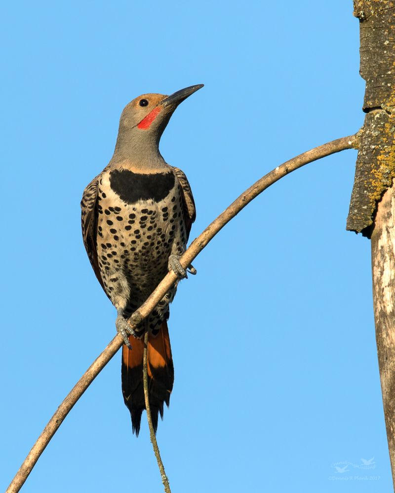 Northern Flicker