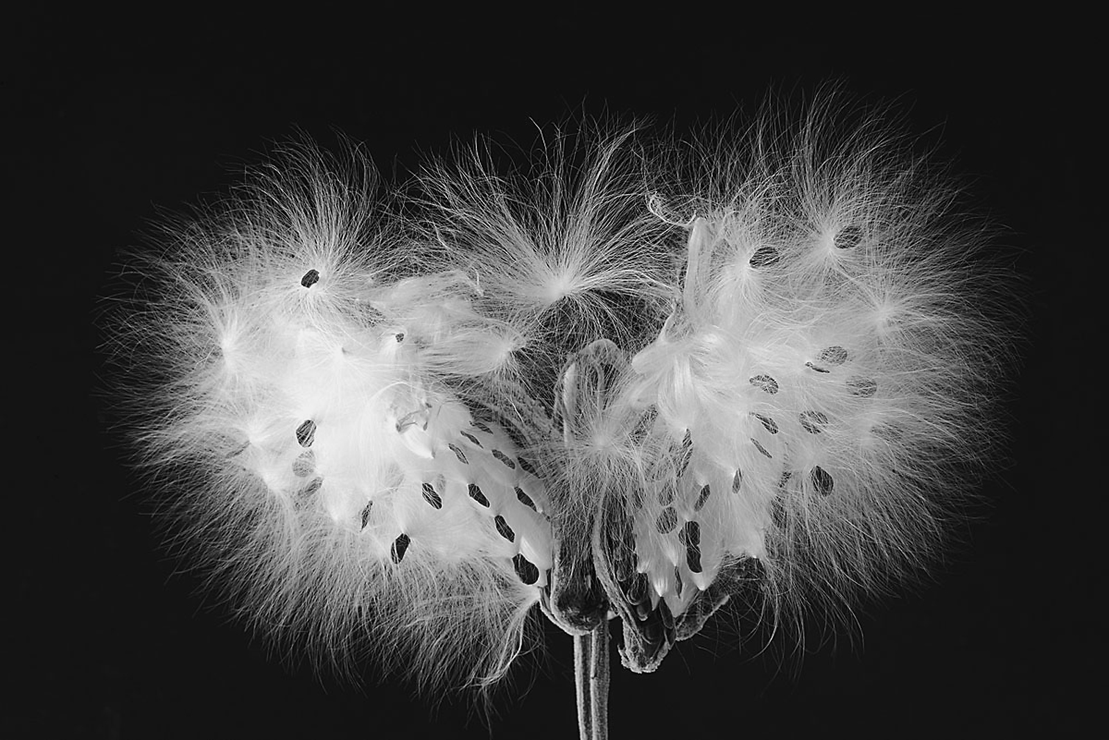 B&W  Milkweed