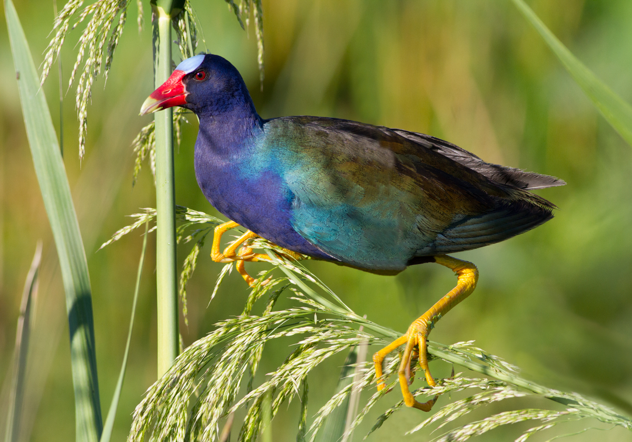 Purple Gallinule