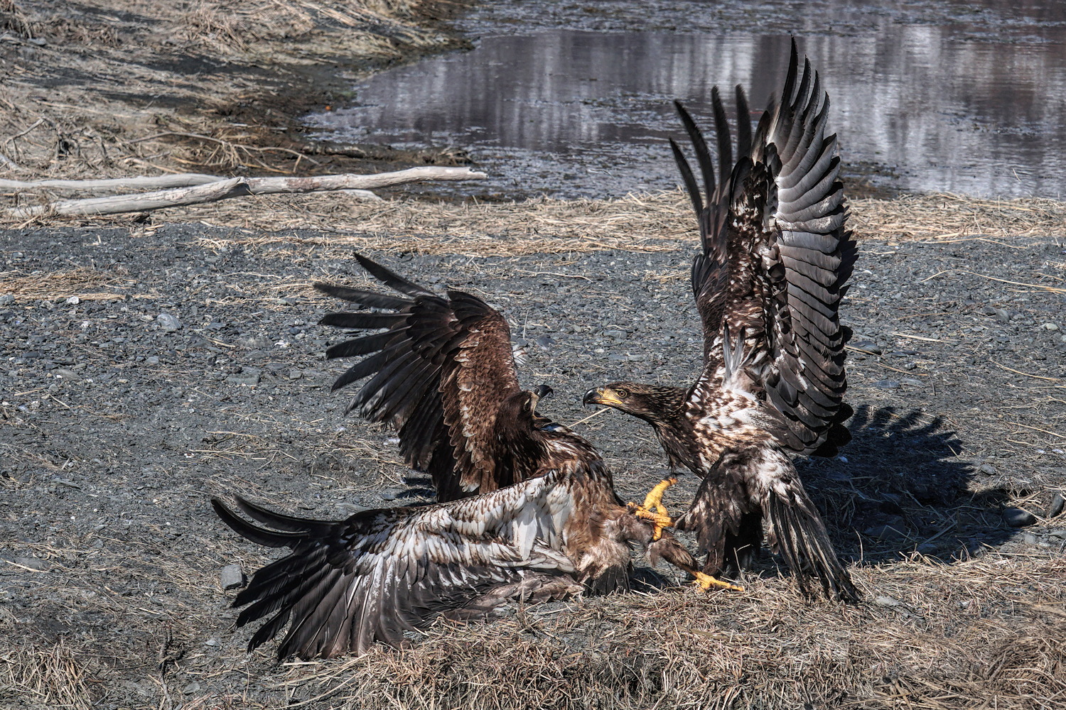 Eagle Aggression