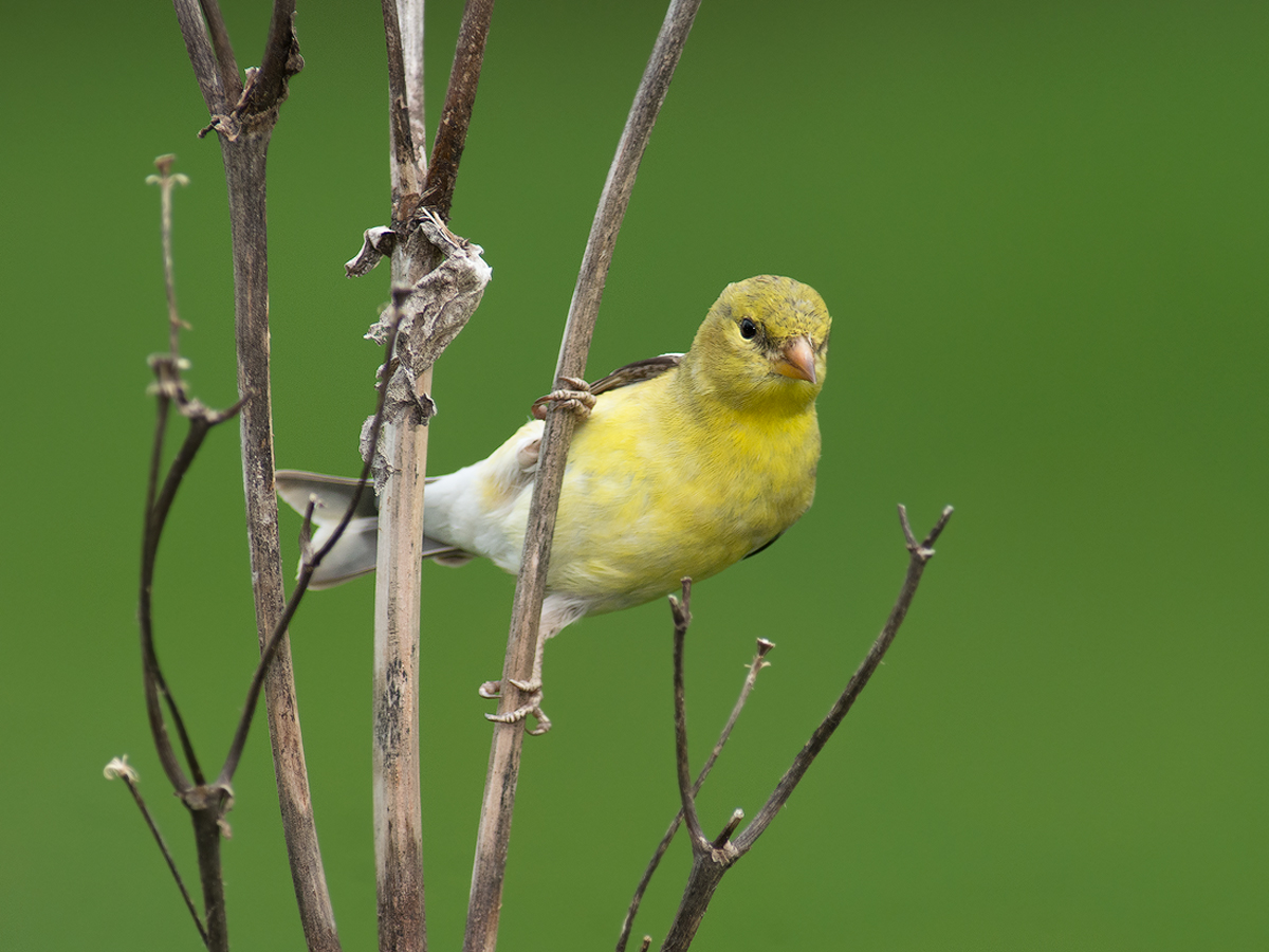 Goldfinch