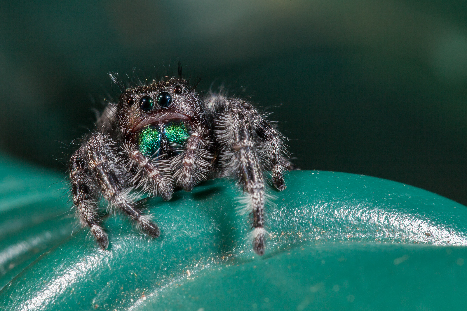 Jumping Spider Reposted