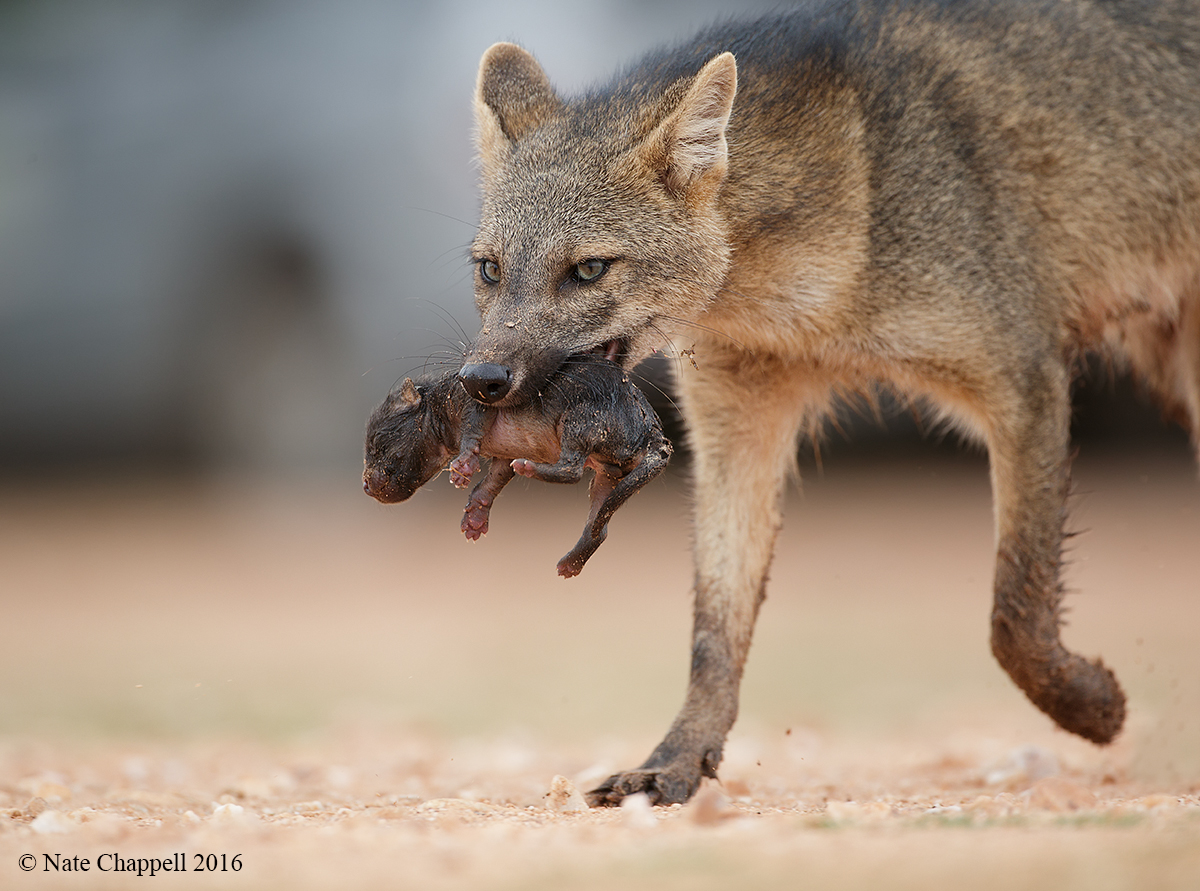 Crab-eating Fox 