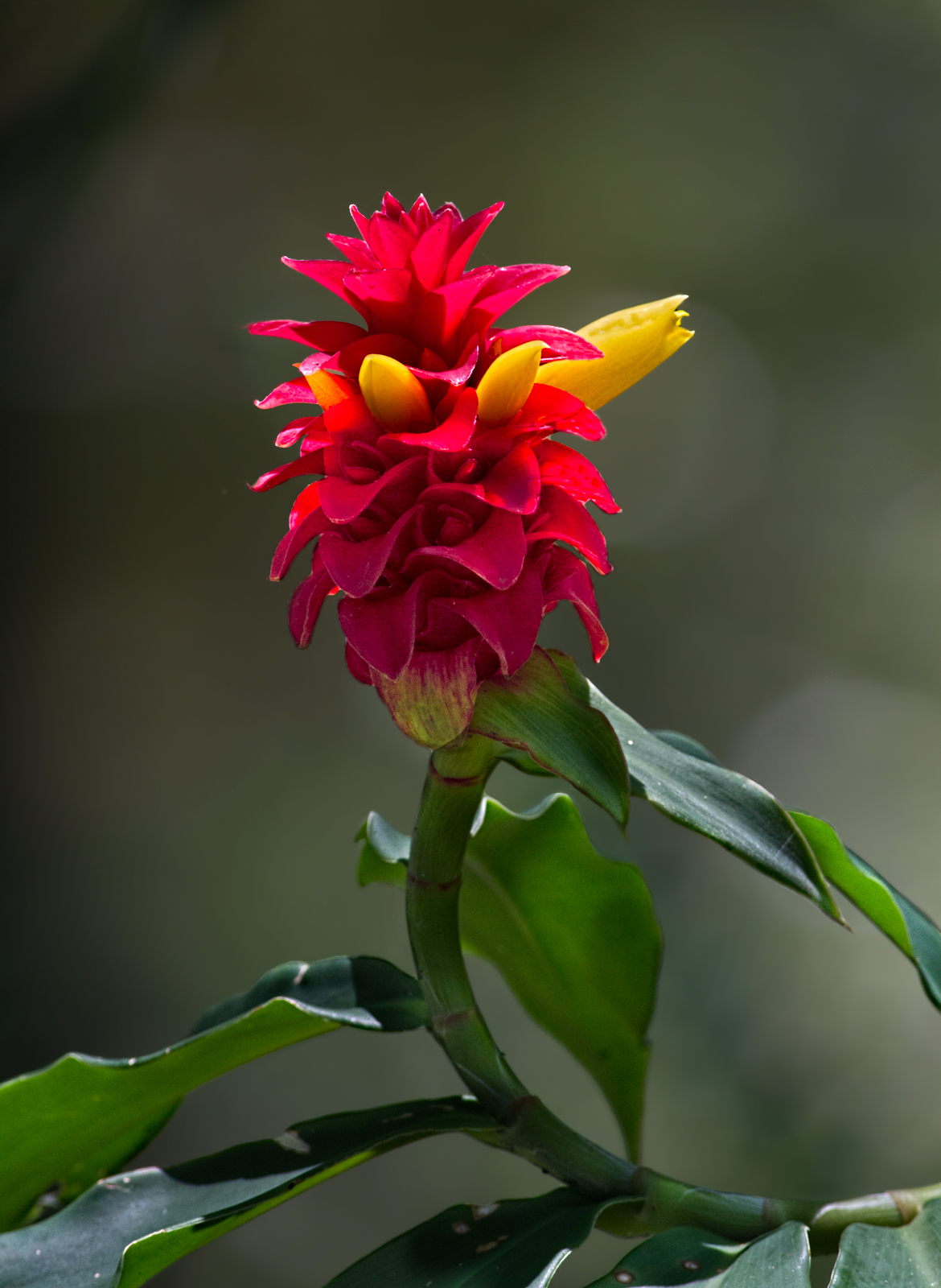 Costus barbatus