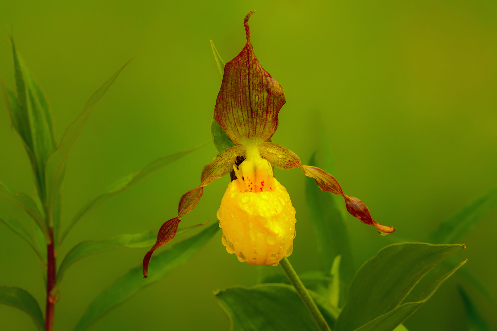 Yellow Lady