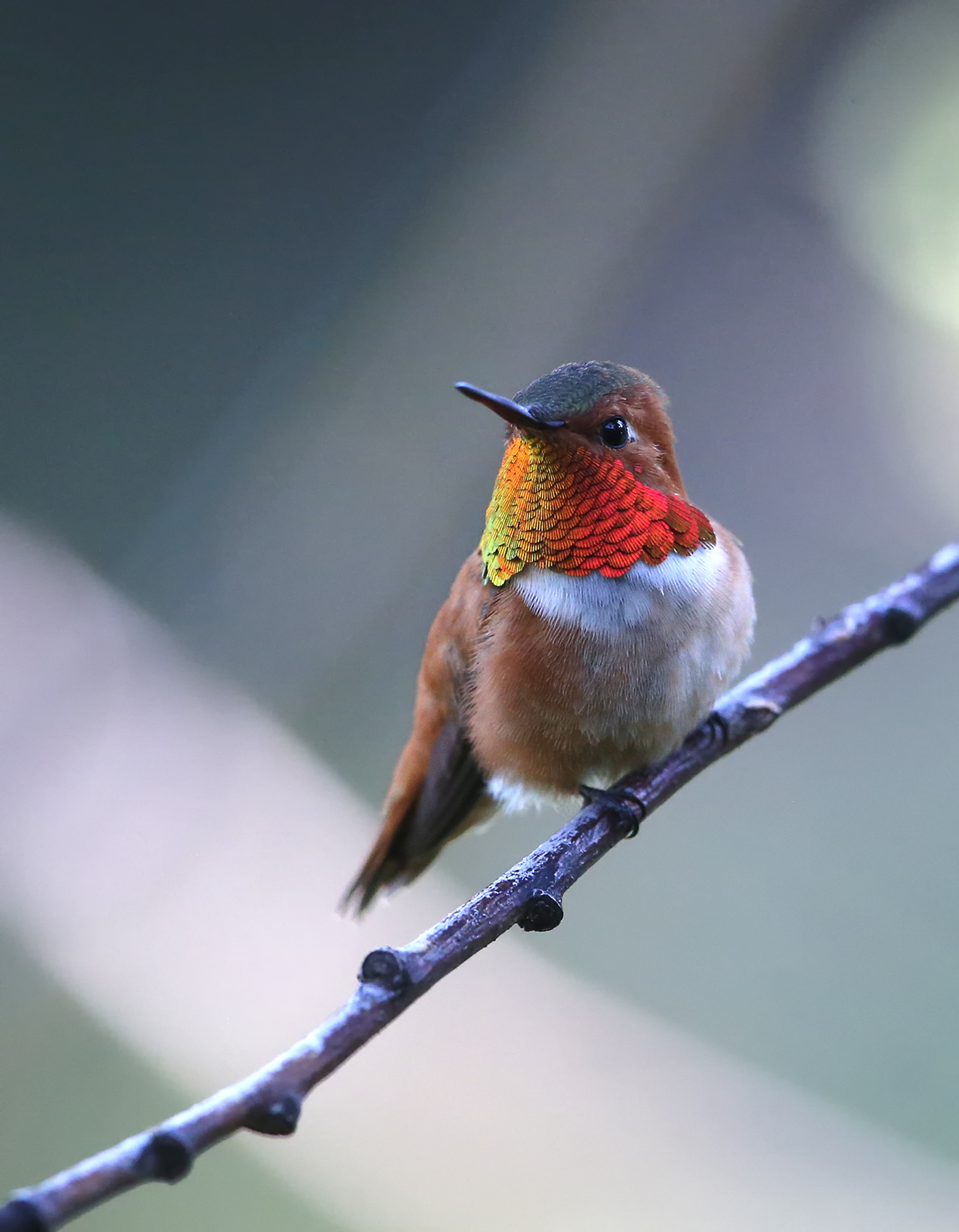 Rufous Hummingbird