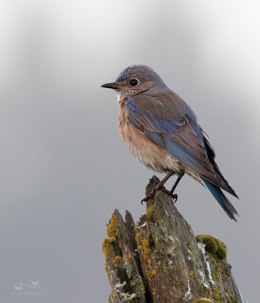 Female W. Bluebird