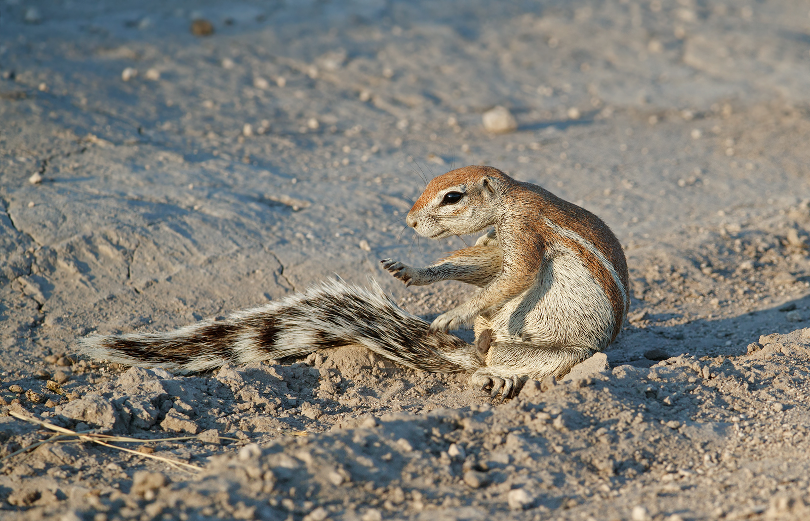 Ground Squirrel