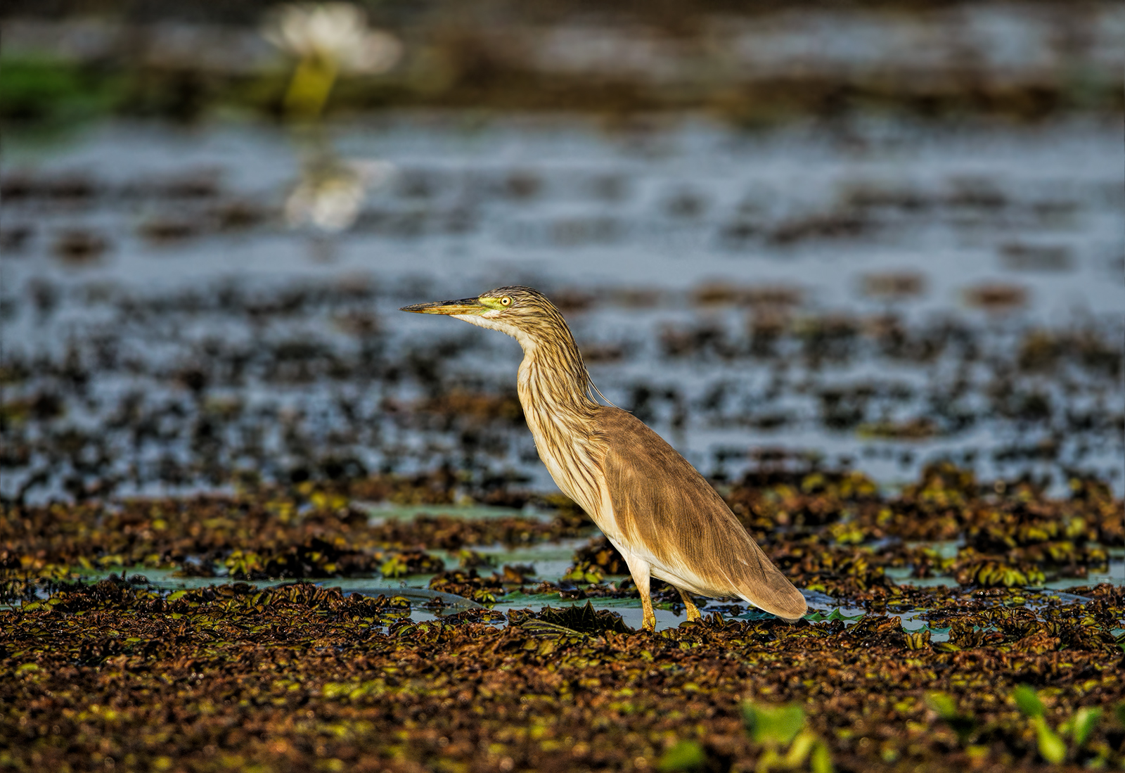 Squacco Heron