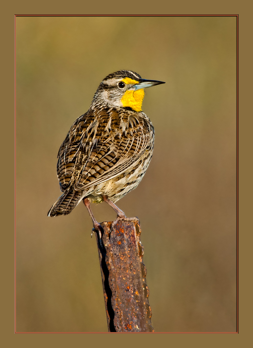 Meadowlark
