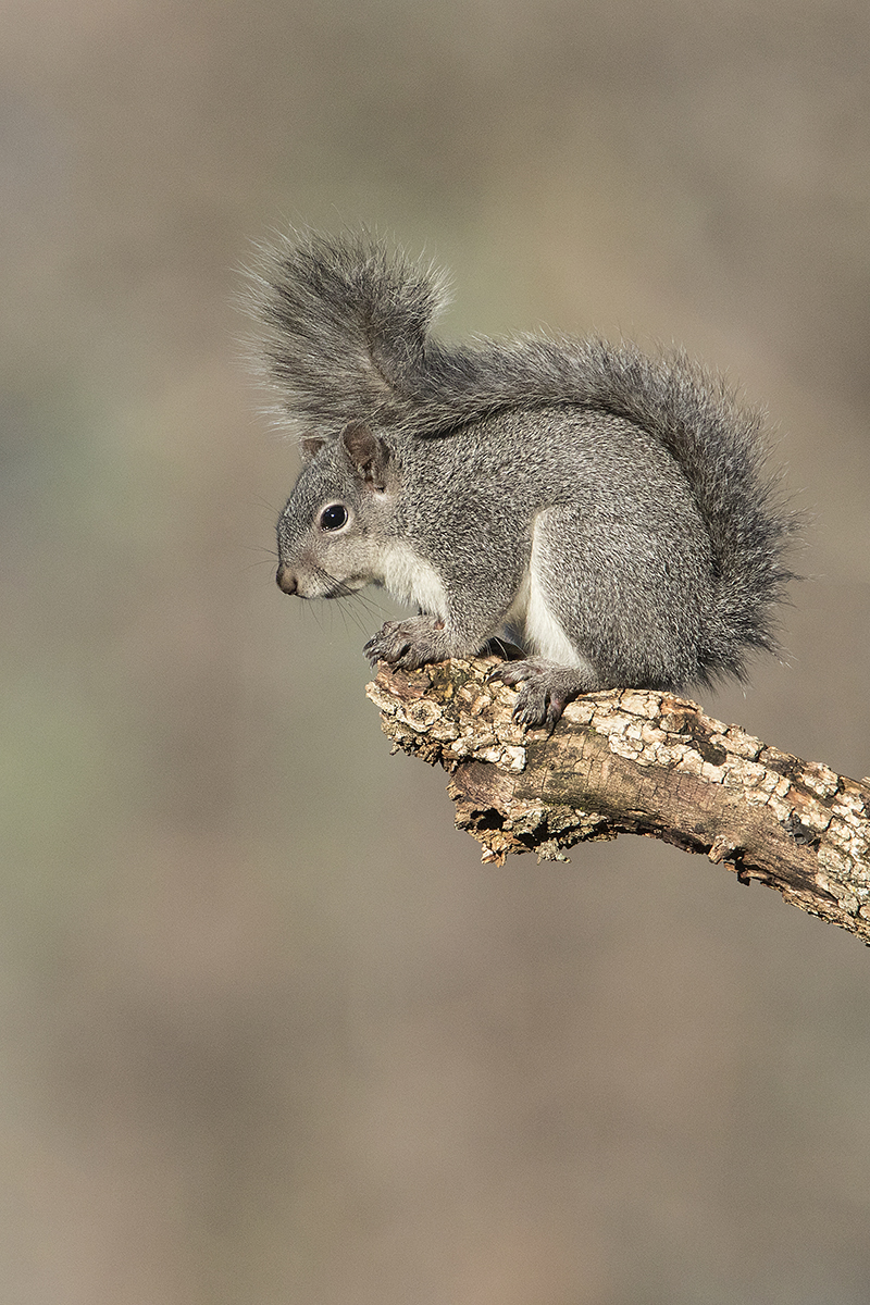 Gray Squirrel