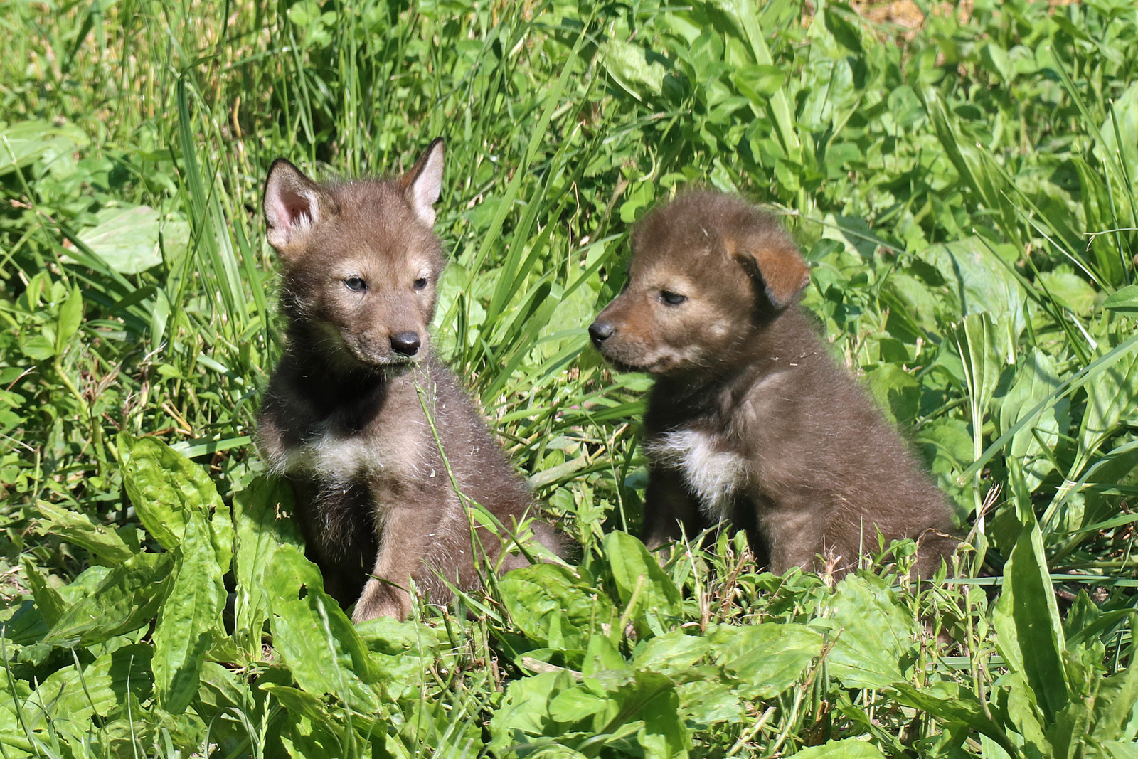 Red wolf pups