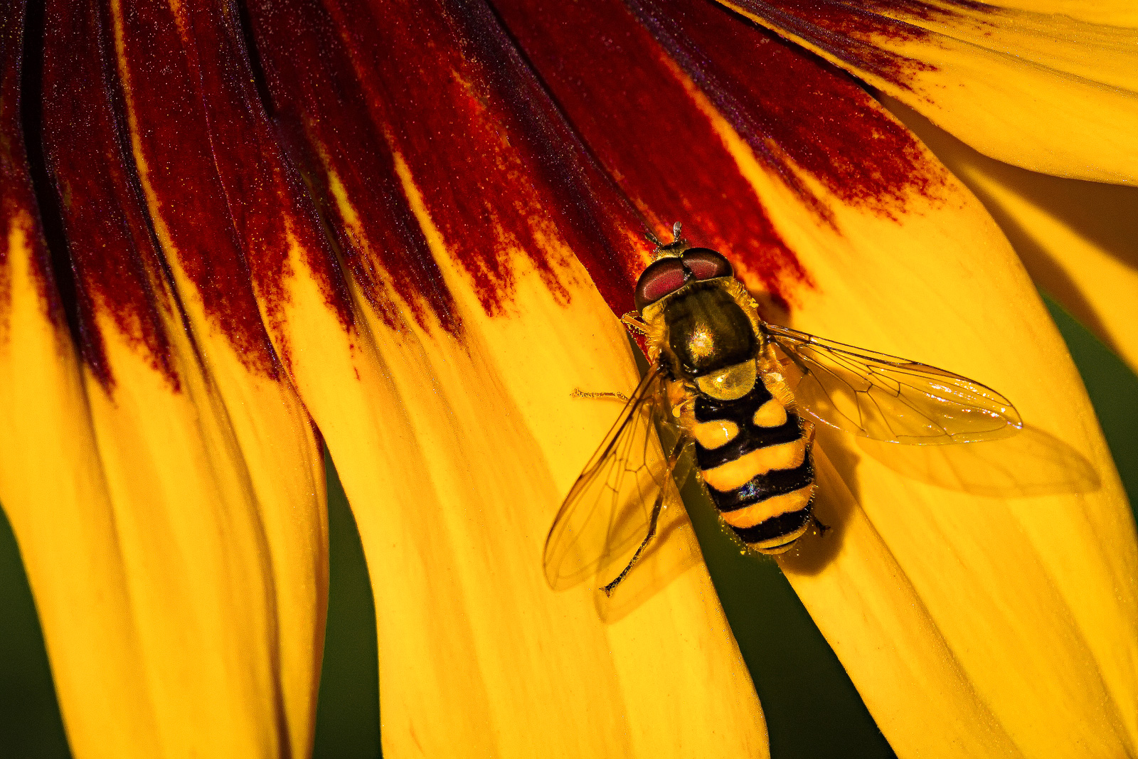 Syrphid on Yellow