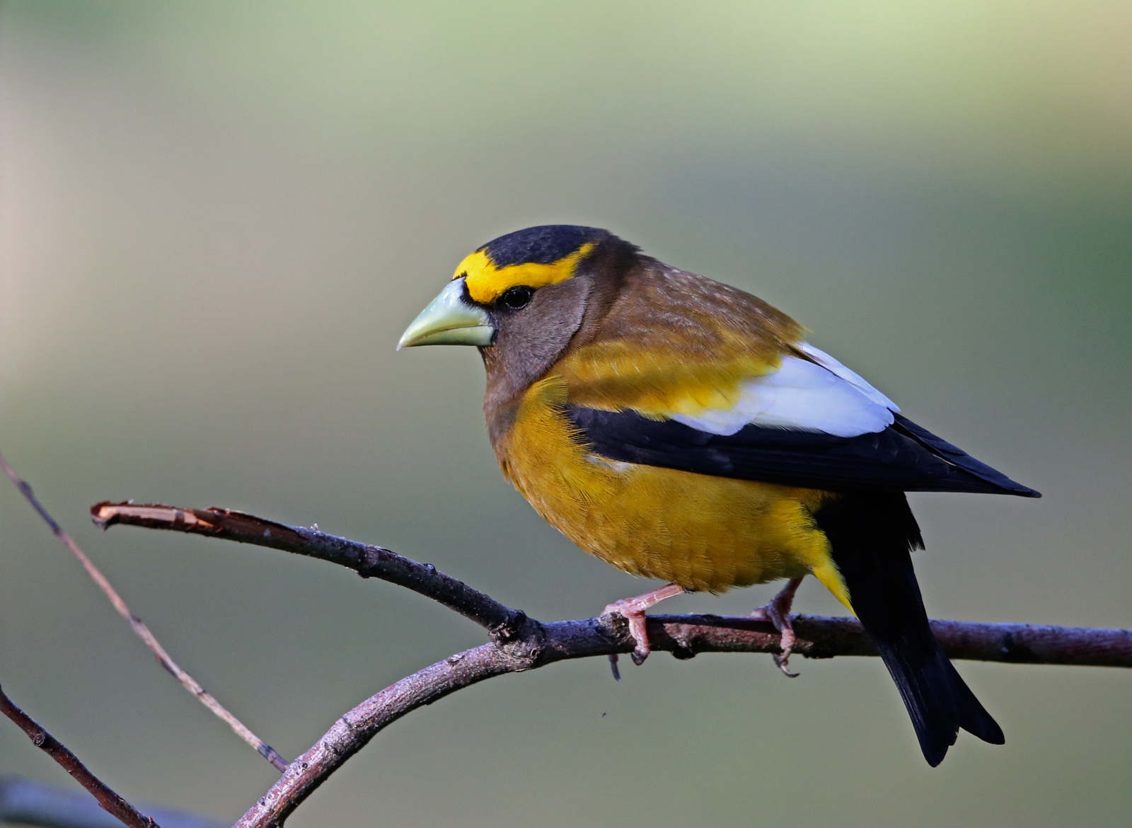Evening Grosbeak