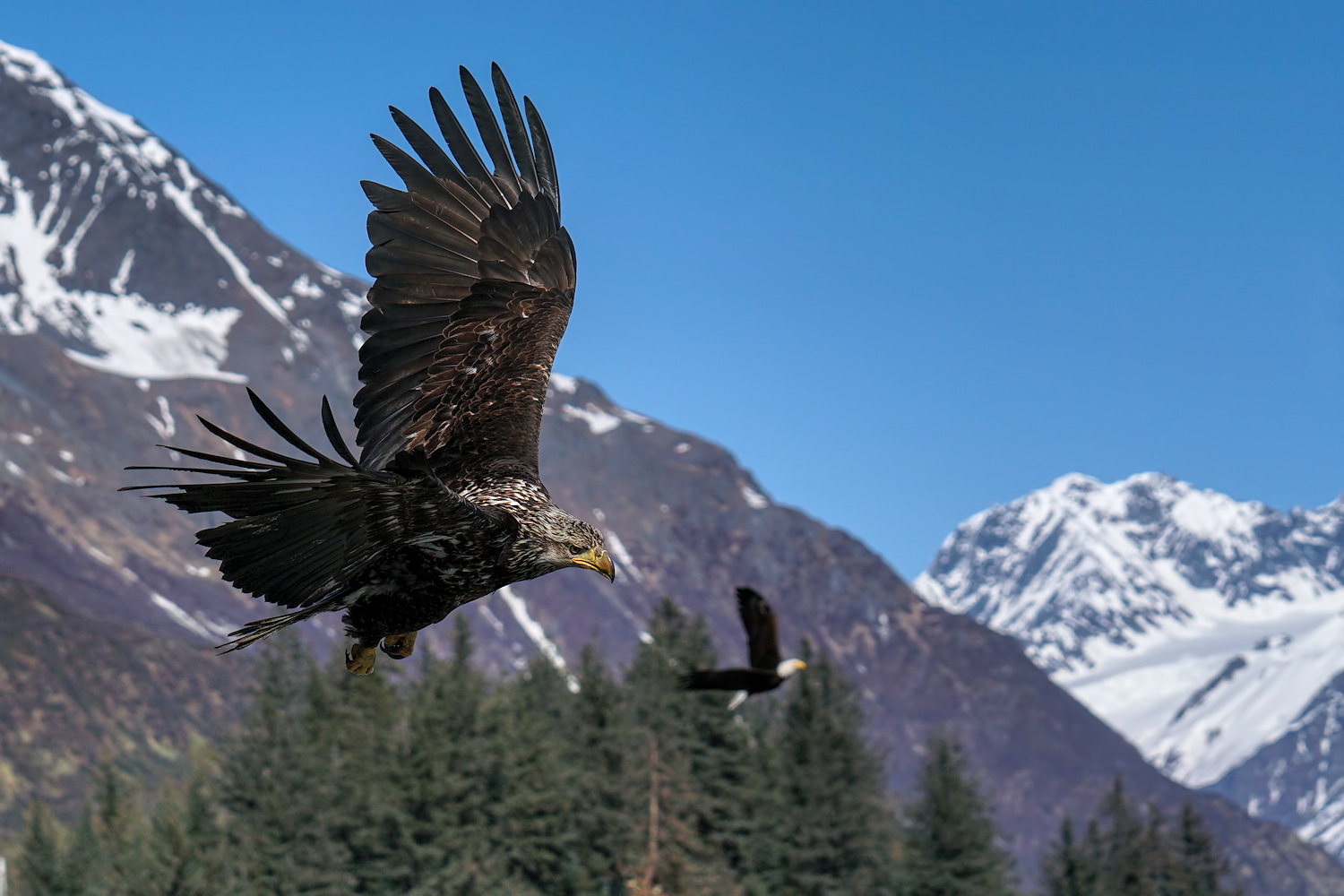 Banking Bald Eagle