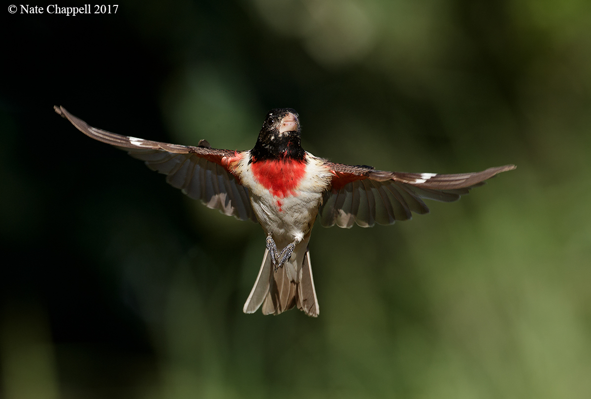 Rose-breasted Grosbeak 