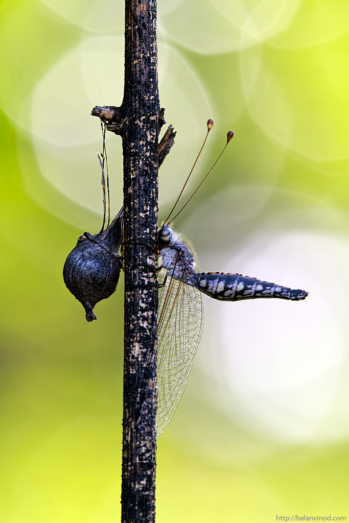 Owlfly
