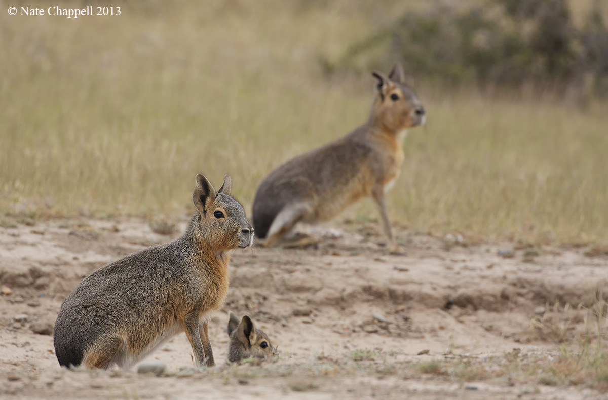 Patagonian Mara Family