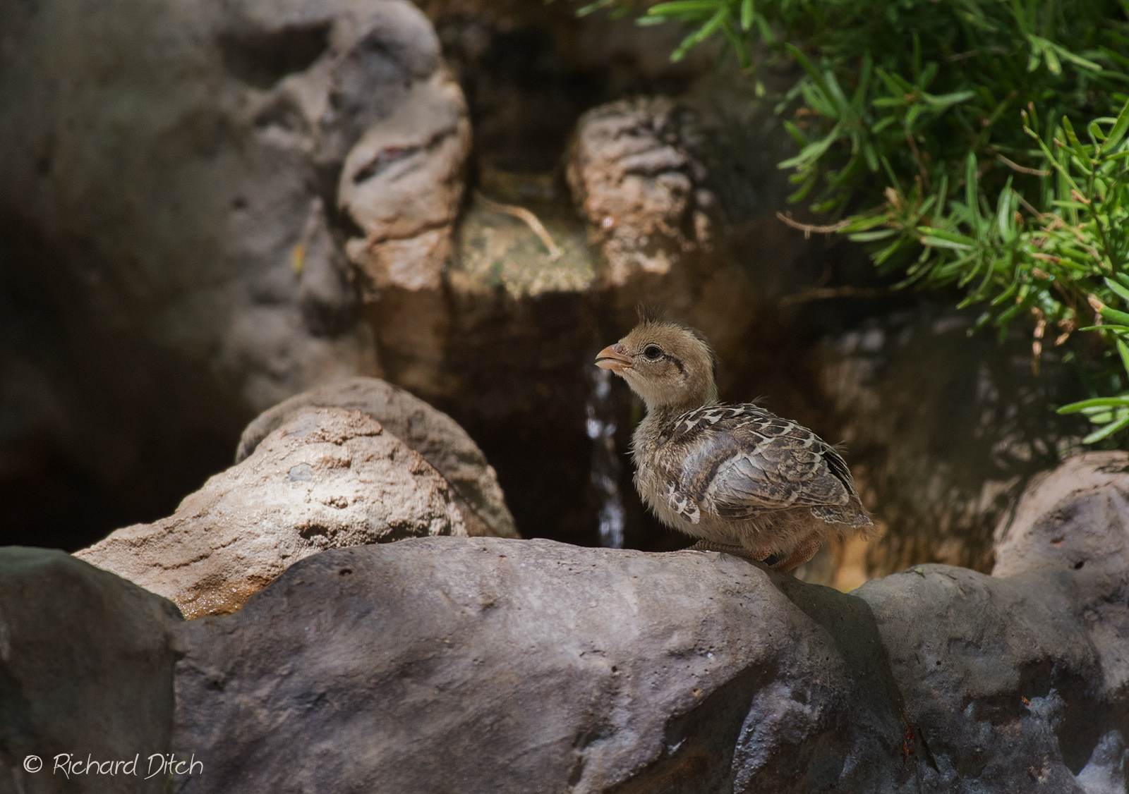 Gambel's Quail
