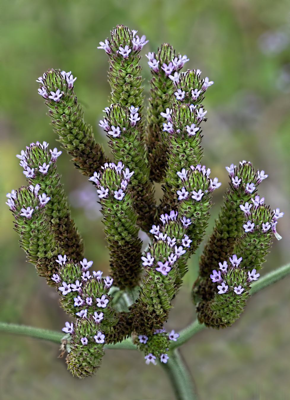 Brazilian Vervain/redo