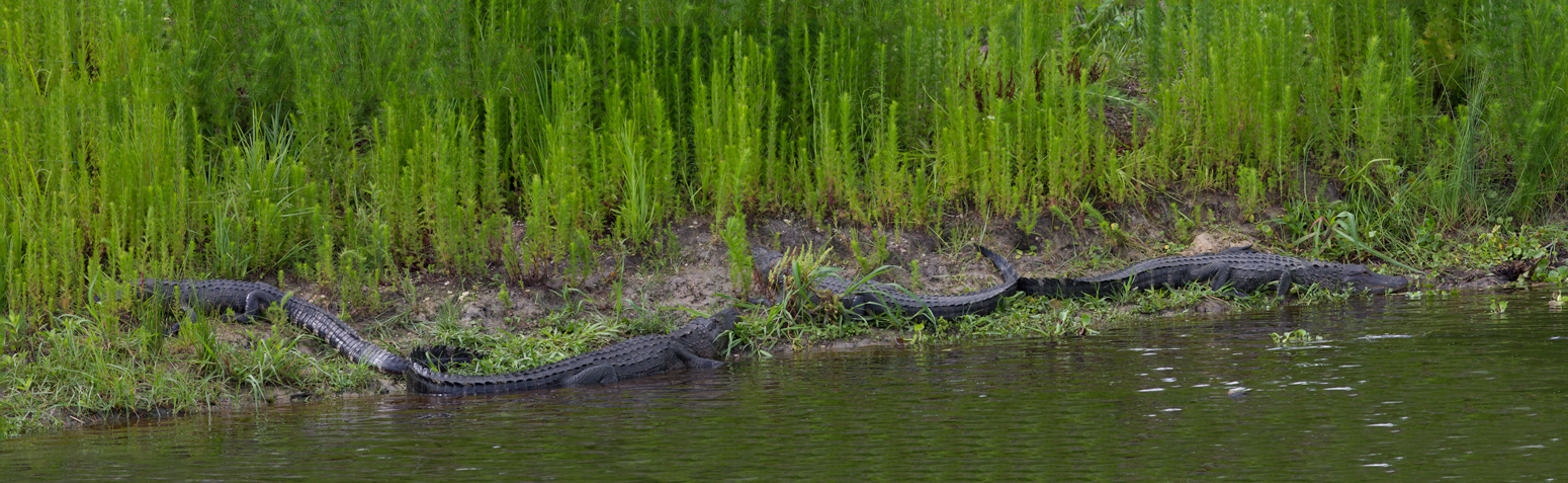 Alligator Panorama