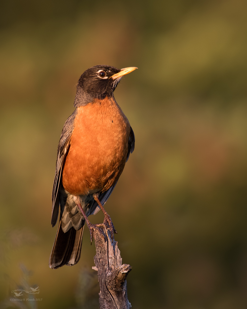 American Robin