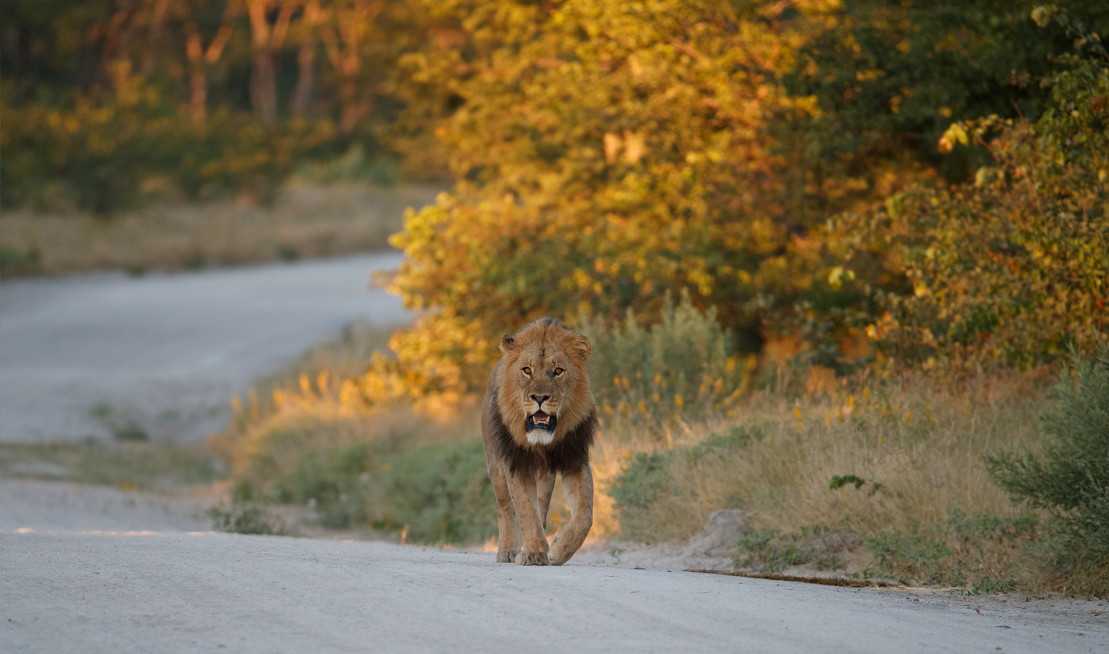 Early Morning Stroll