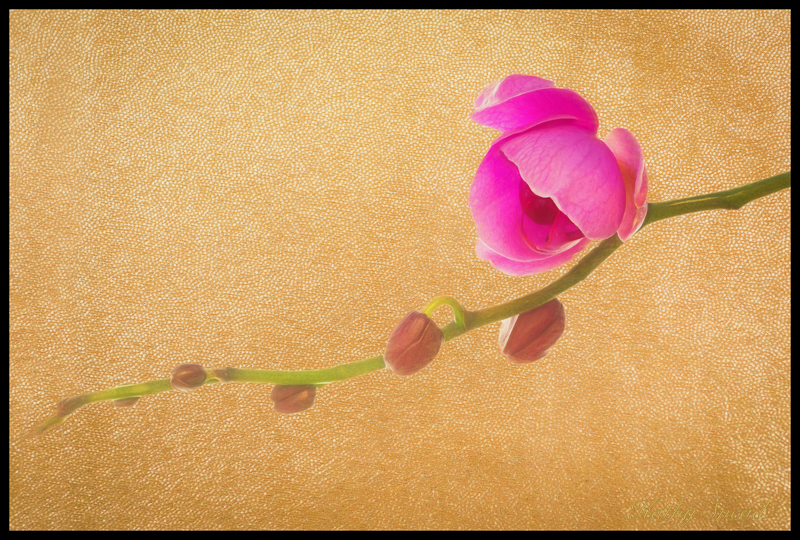 Pink Orchid on Gold