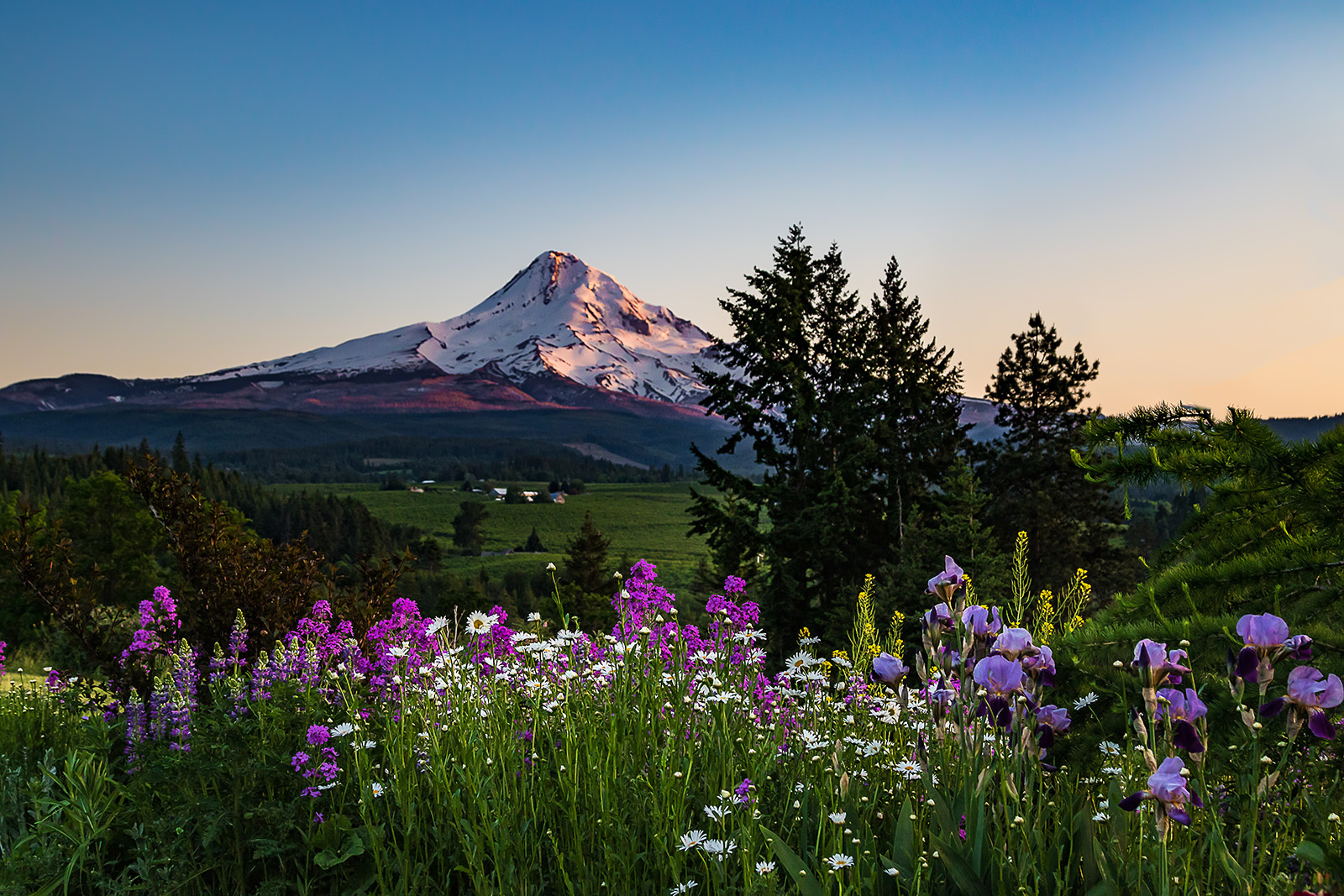 Mt. Hood Sunset