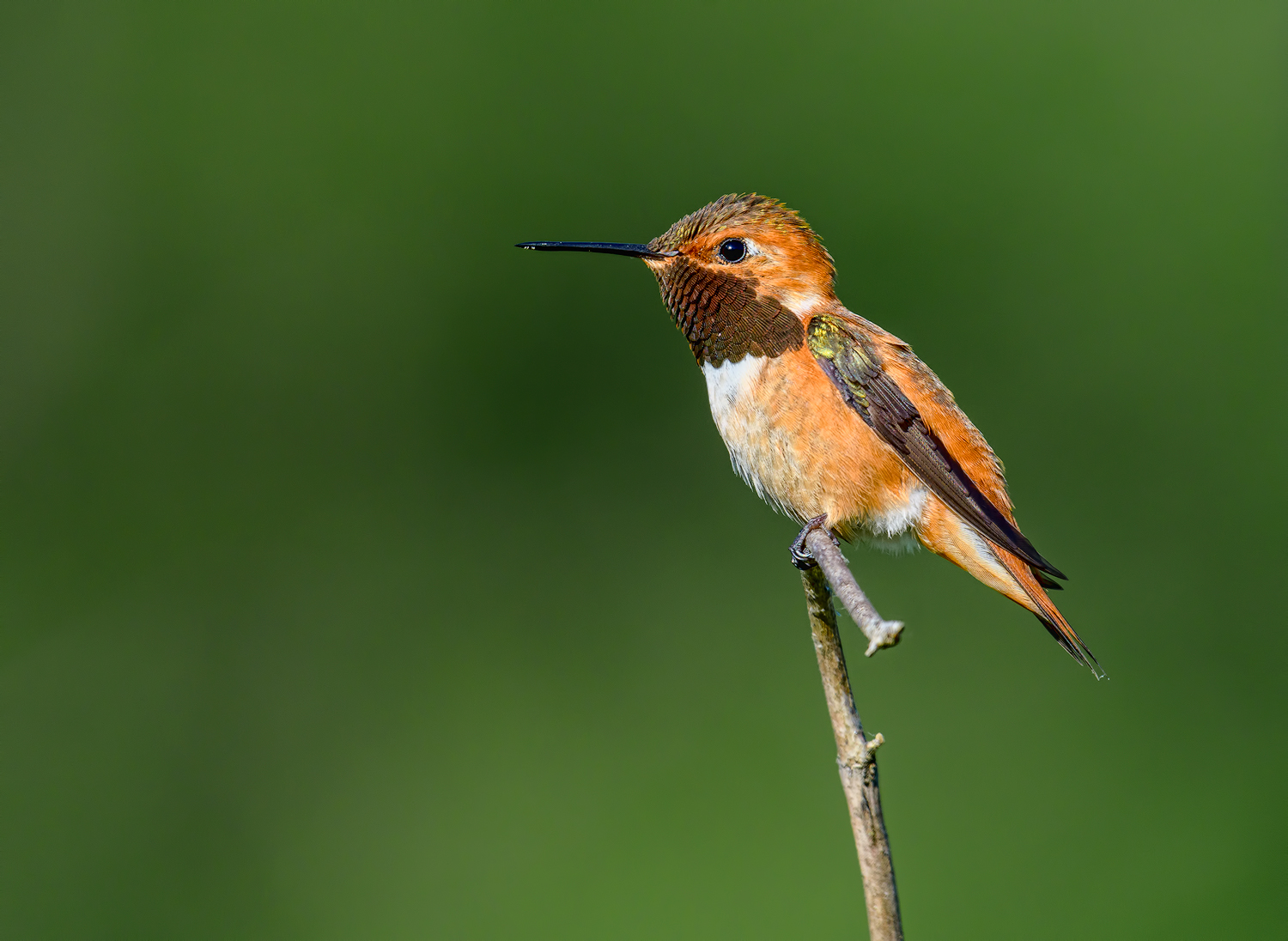 Rufous Hummingbird