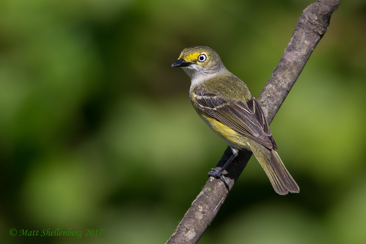 White-eyed Vireo